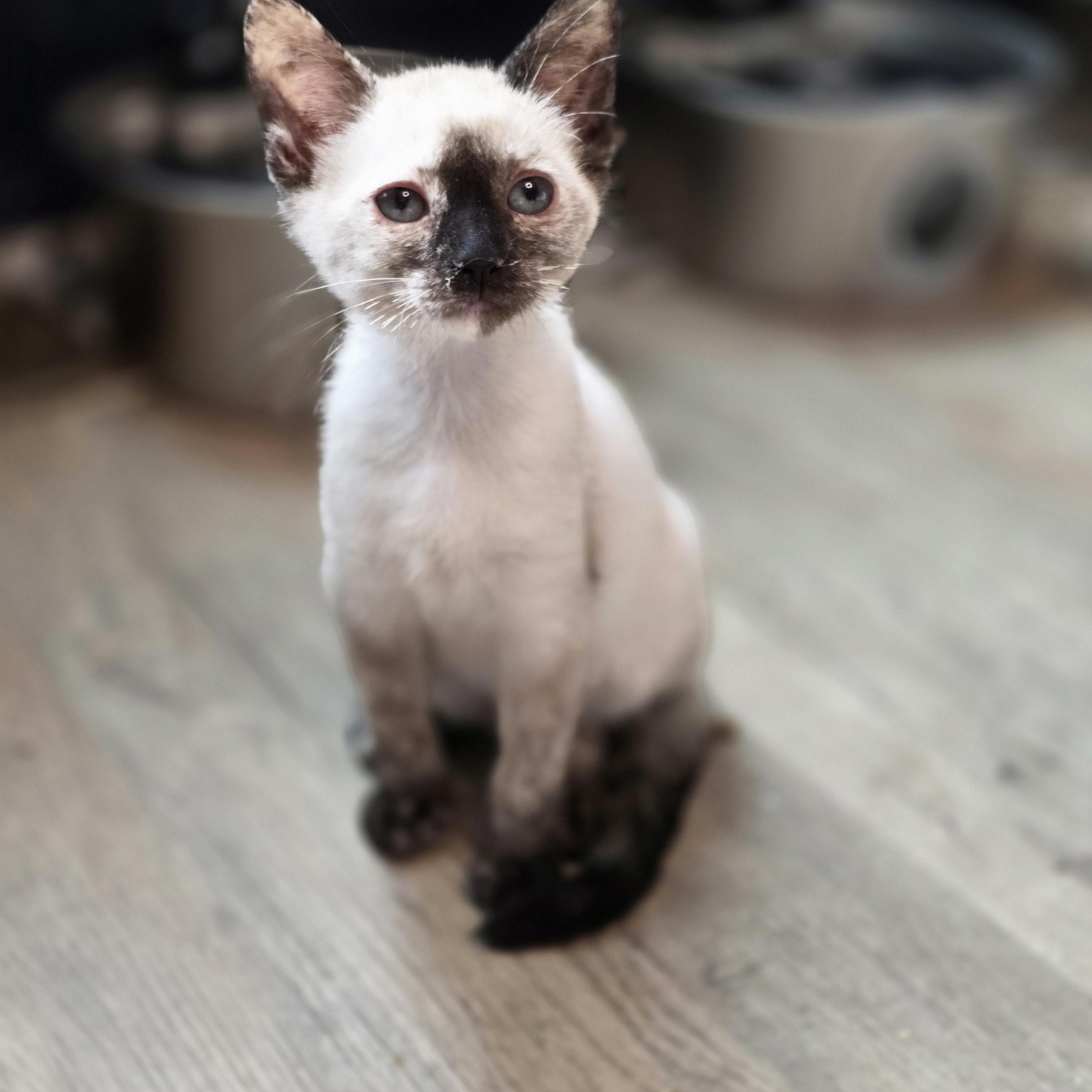 P'tootie photo