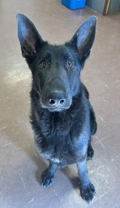 Sitka — thumbnail 2