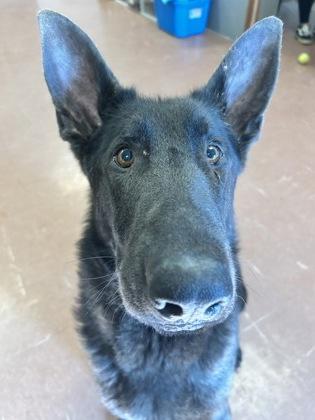 Sitka — thumbnail 3