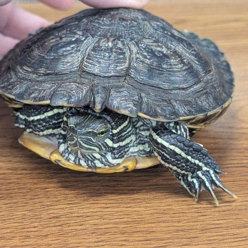 Ninja, ADOPTABLE, Adult Male Red-Eared Slider.
