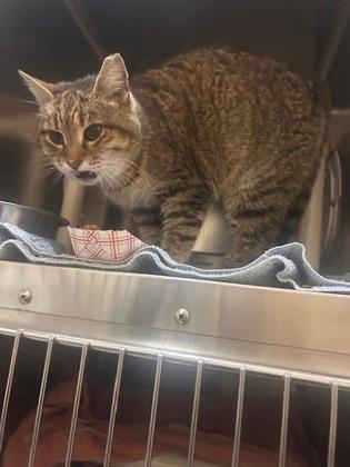 Montana — thumbnail 2