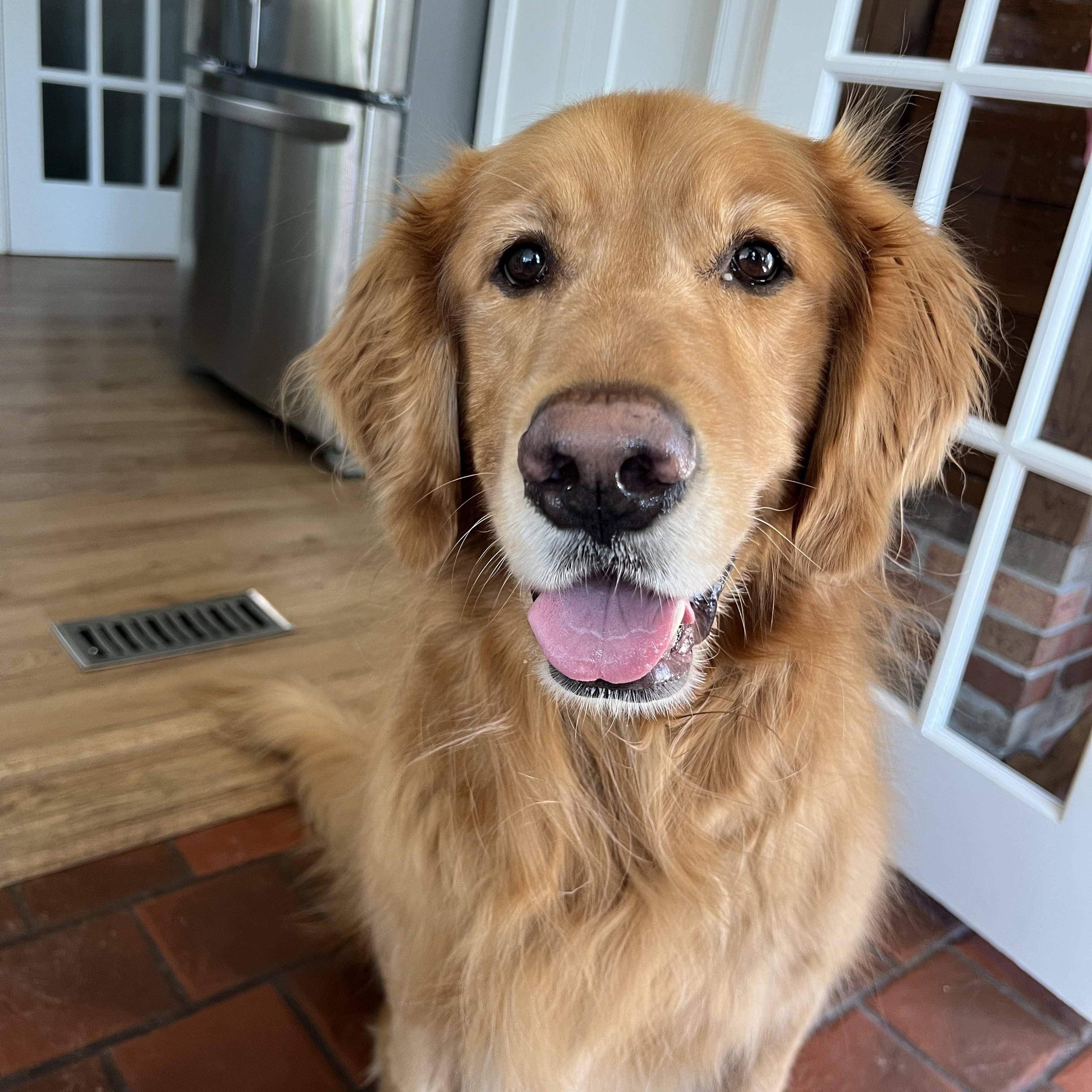 Macklin, ADOPTABLE, Adult Male Golden Retriever.