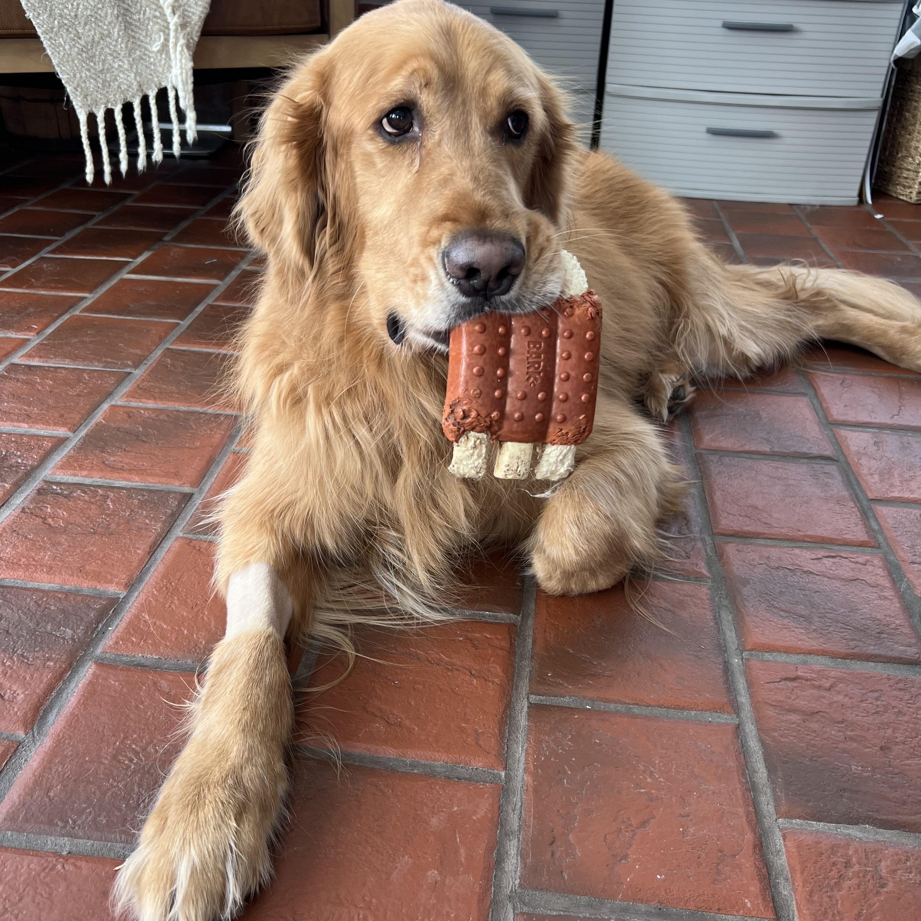 Enlarge Macklin, a ADOPTABLE Golden Retriever in Rochester, NY image 2/2