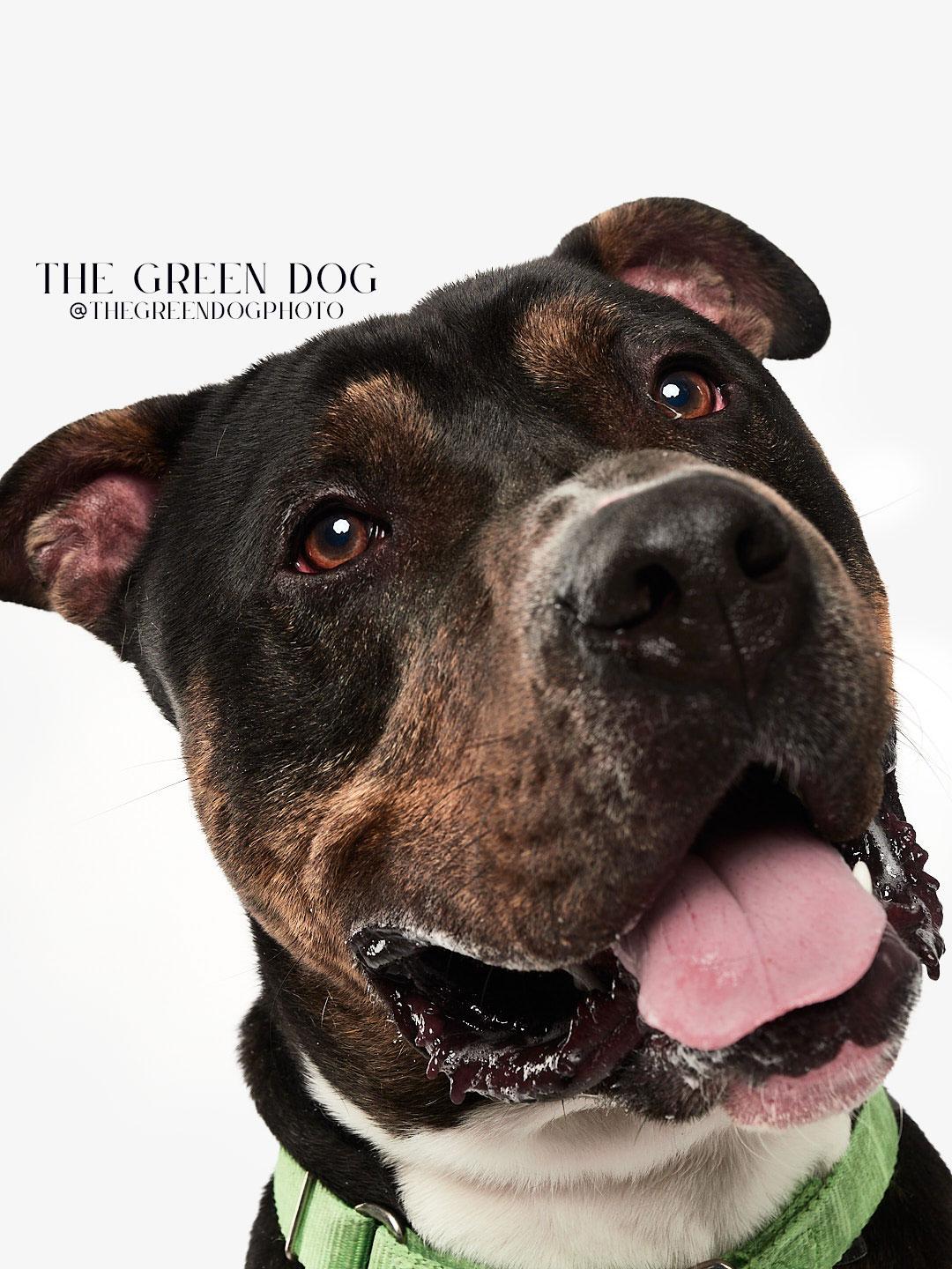 Socks, a Adoptable mixed breed in Teterboro, NJ image 2/6