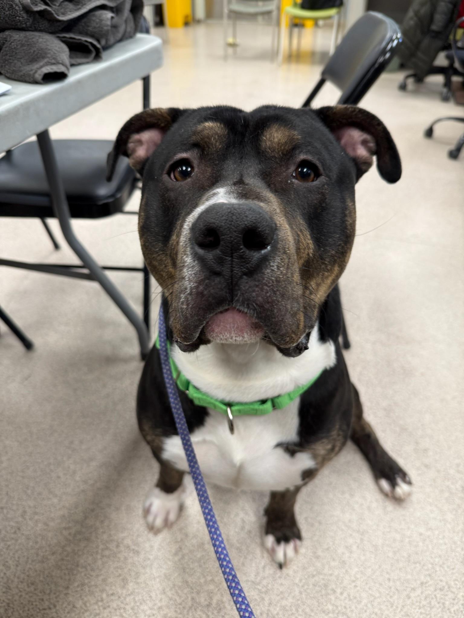 Socks, an adoptable Pit Bull Terrier & Rottweiler Mix in Teterboro, NJ_image-1