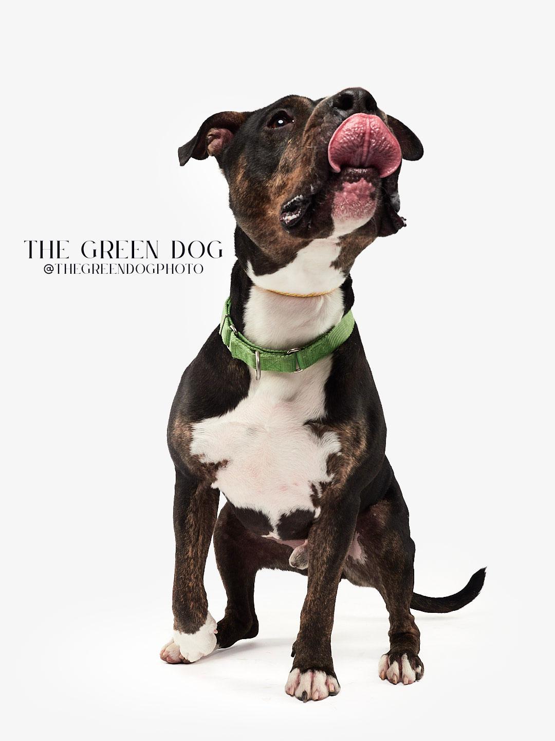 Socks, a Adoptable mixed breed in Teterboro, NJ image 3/6