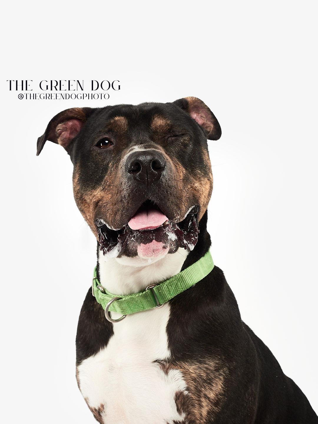 Socks, Adoptable, Adult Male Pit Bull Terrier & Rottweiler.