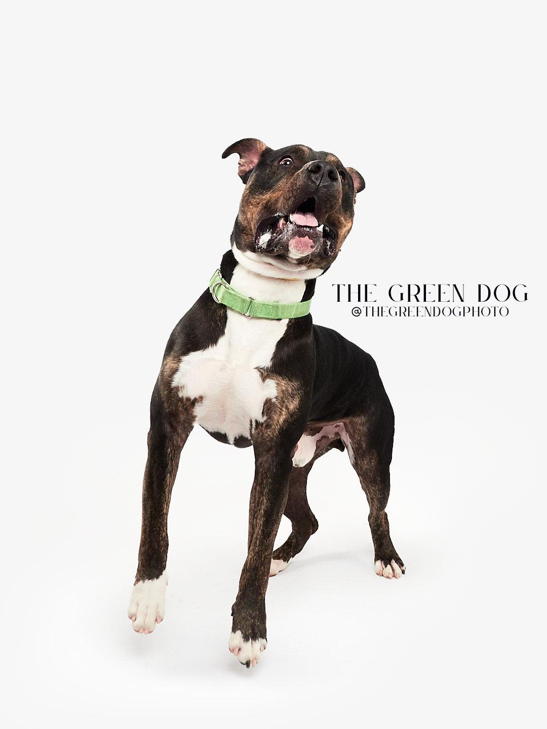 Socks, a Adoptable mixed breed in Teterboro, NJ image 6/6