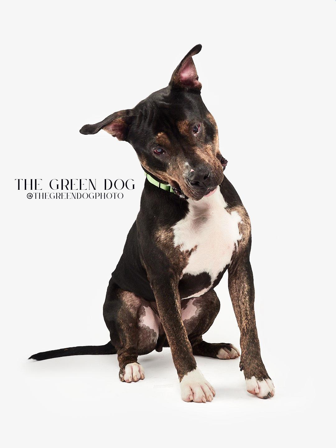 Socks, a Adoptable mixed breed in Teterboro, NJ image 5/6