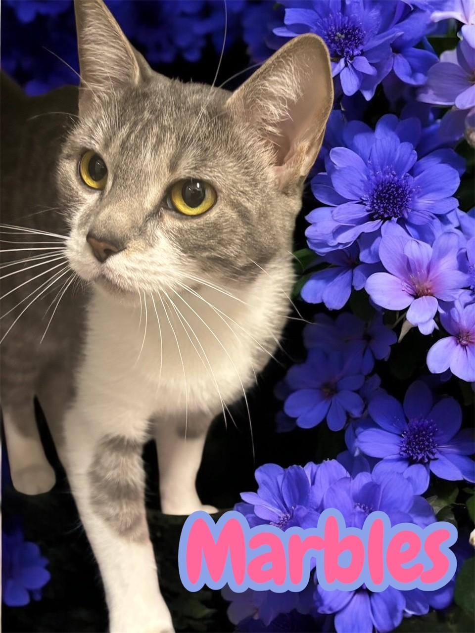 Marbles