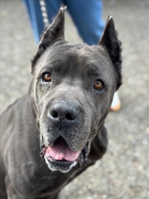 *BERT, Adoptable, Adult Male Cane Corso.