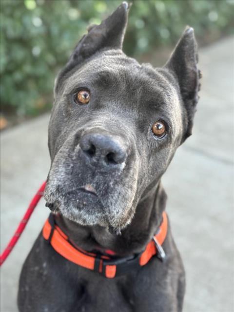 *BERT, Adoptable, Adult Male Cane Corso.