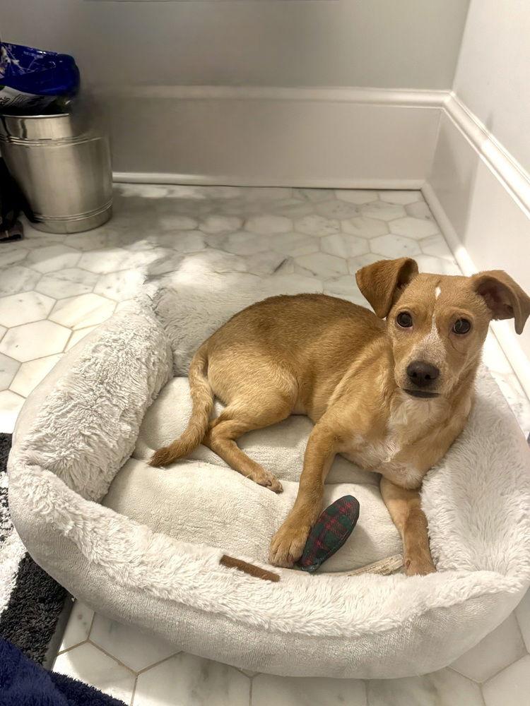 Enlarge Edna, a Adoptable mixed breed in Charlotte, NC image 1/3