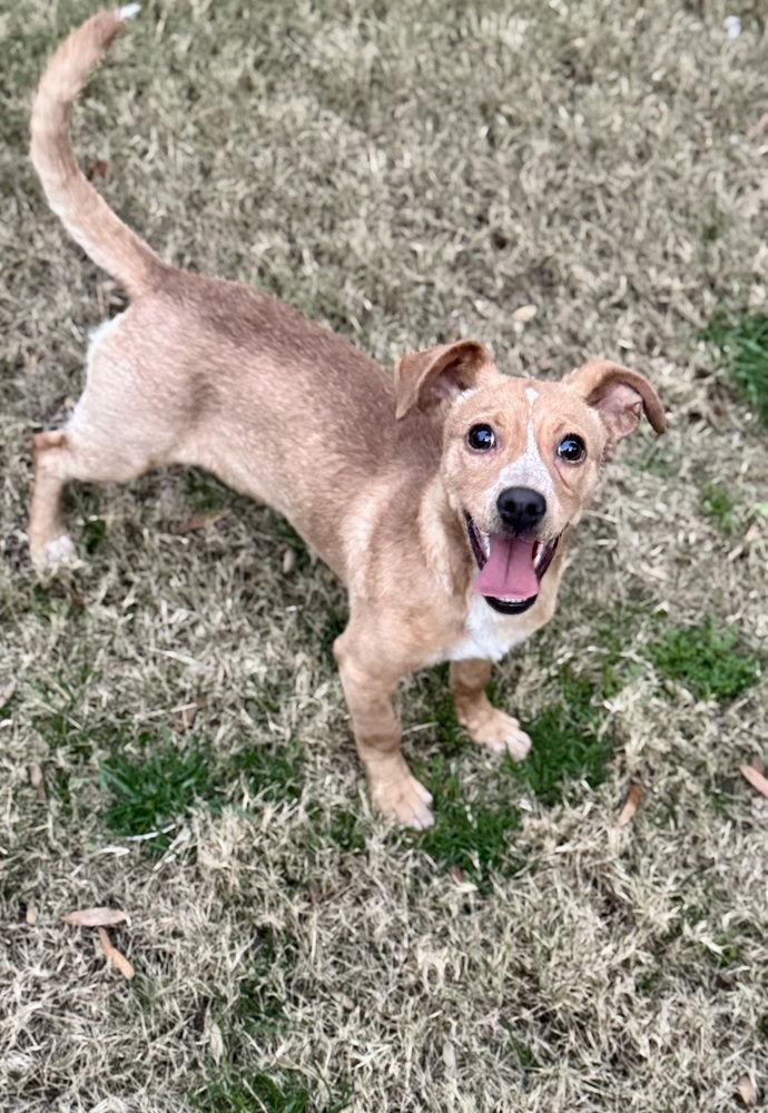 Enlarge Edna, a Adoptable mixed breed in Charlotte, NC image 2/3