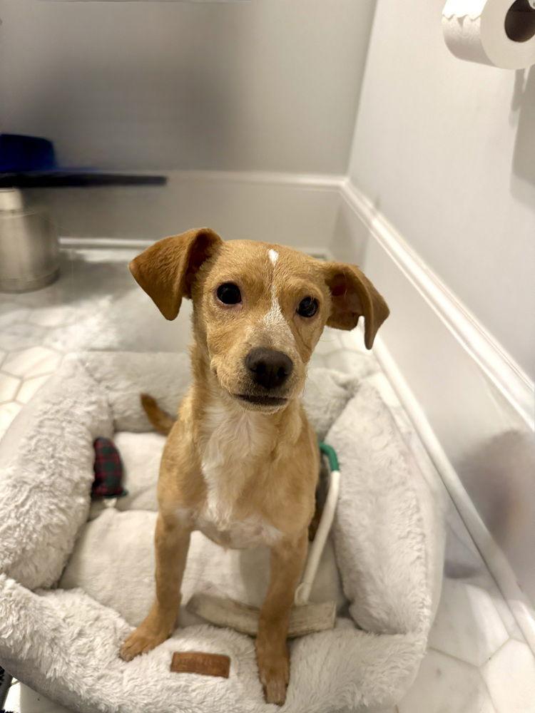 Enlarge Edna, a Adoptable mixed breed in Charlotte, NC image 3/3