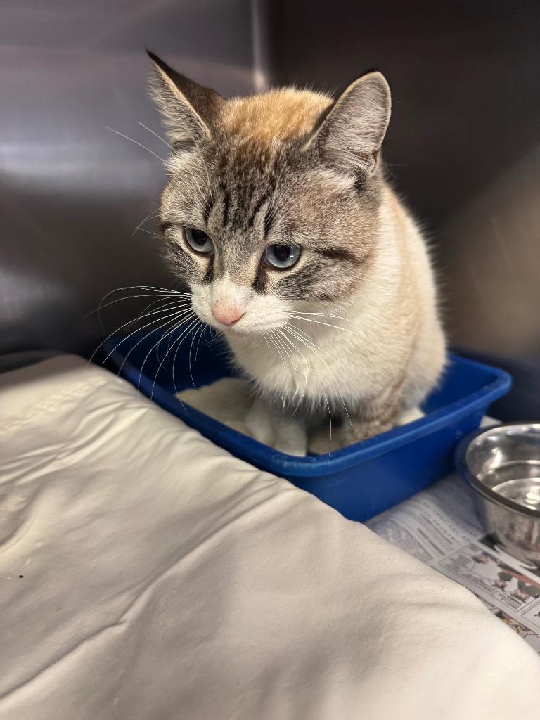 Ravioli, Adoptable, Adult Male Siamese.