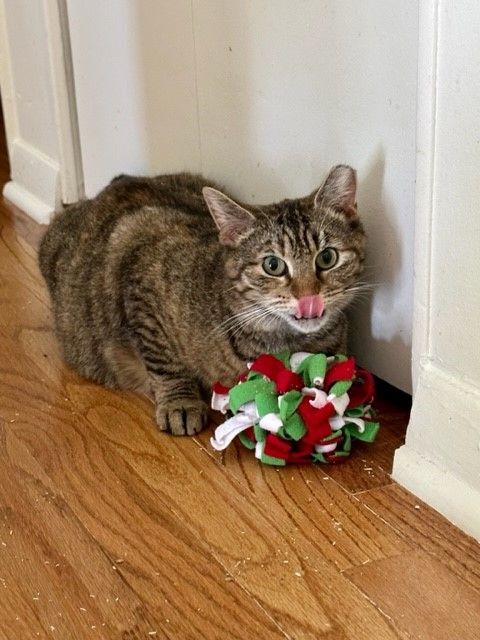 BLOSSOM, a Adoptable Torbie in Highland Park, NJ image 1/16