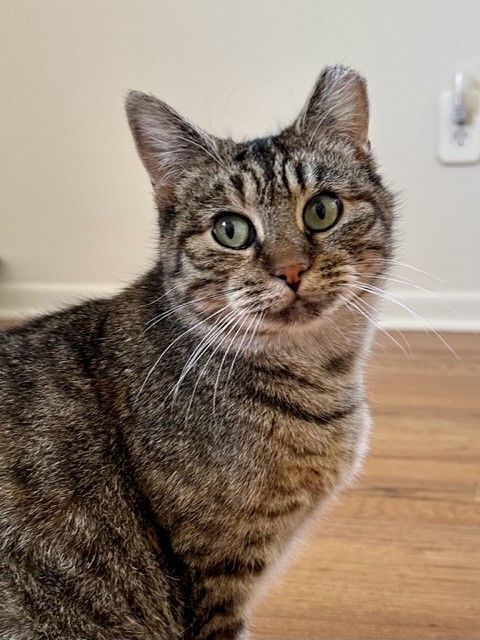 BLOSSOM, a Adoptable Torbie in Highland Park, NJ image 2/16