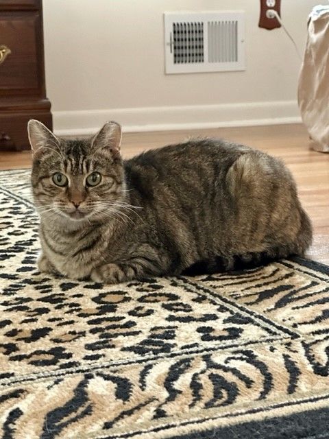 BLOSSOM, a Adoptable Torbie in Highland Park, NJ image 3/16