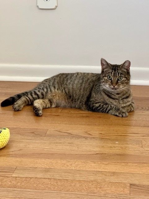 BLOSSOM, a Adoptable Torbie in Highland Park, NJ image 4/16