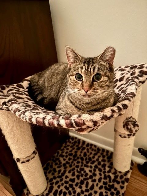 BLOSSOM, a Adoptable Torbie in Highland Park, NJ image 5/16