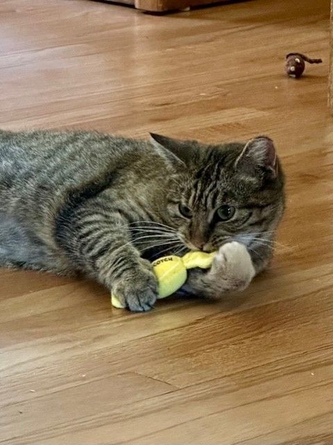 BLOSSOM, a Adoptable Torbie in Highland Park, NJ image 6/16