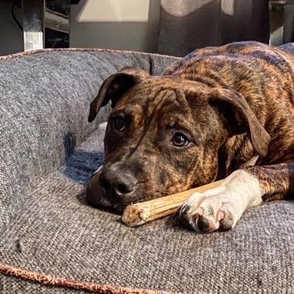 Enlarge Georgia, a Adoptable Mixed Breed in Jacksonville Beach, FL image 1/2