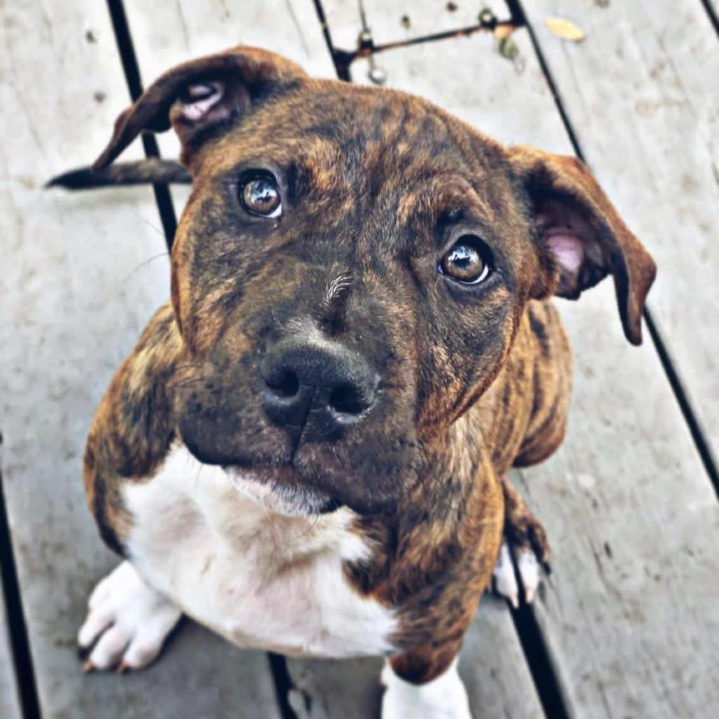 Enlarge Georgia, a Adoptable Mixed Breed in Jacksonville Beach, FL image 2/2