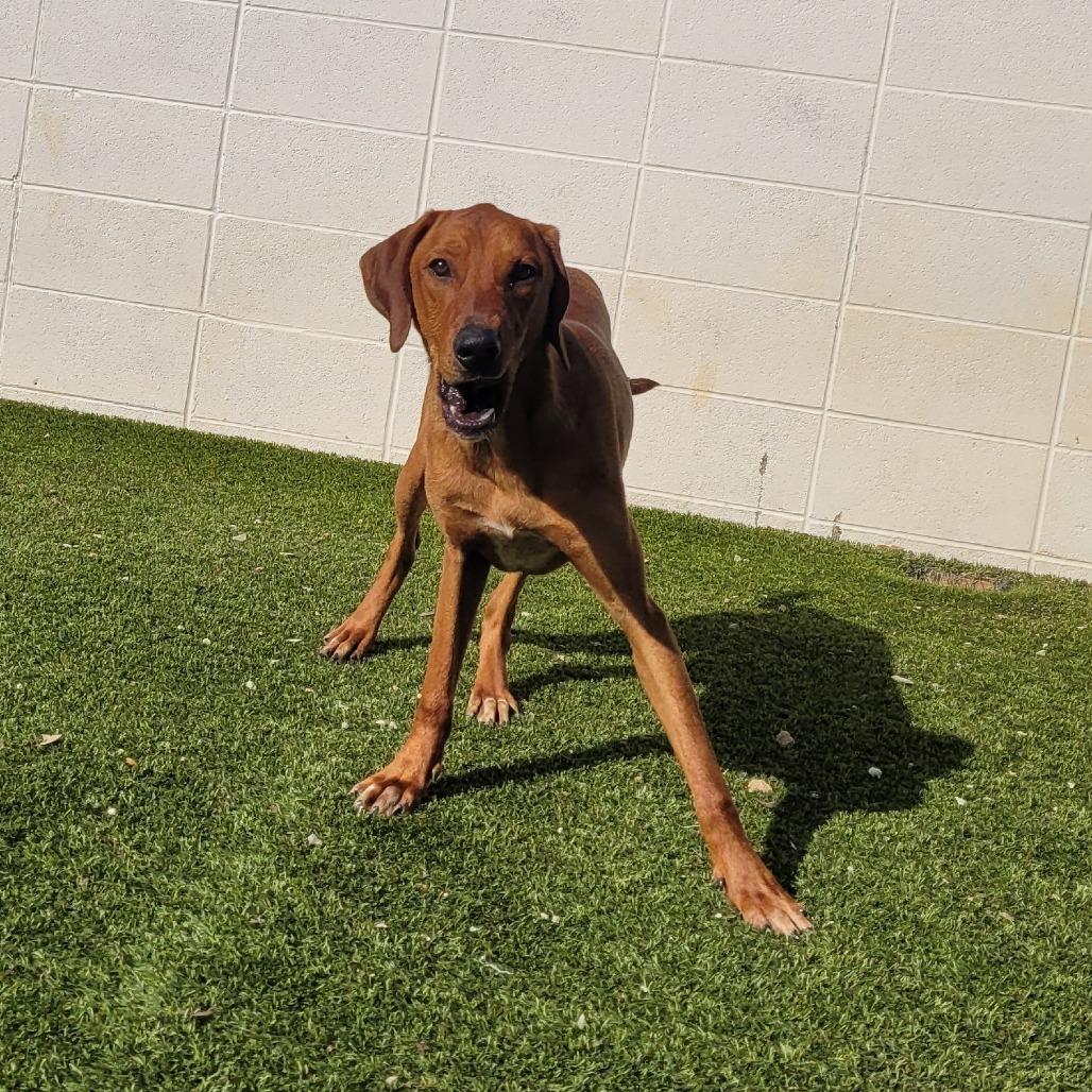 Enlarge Frito 9965, a Adoptable Bluetick Coonhound in LOXAHATCHEE, FL image 1/6