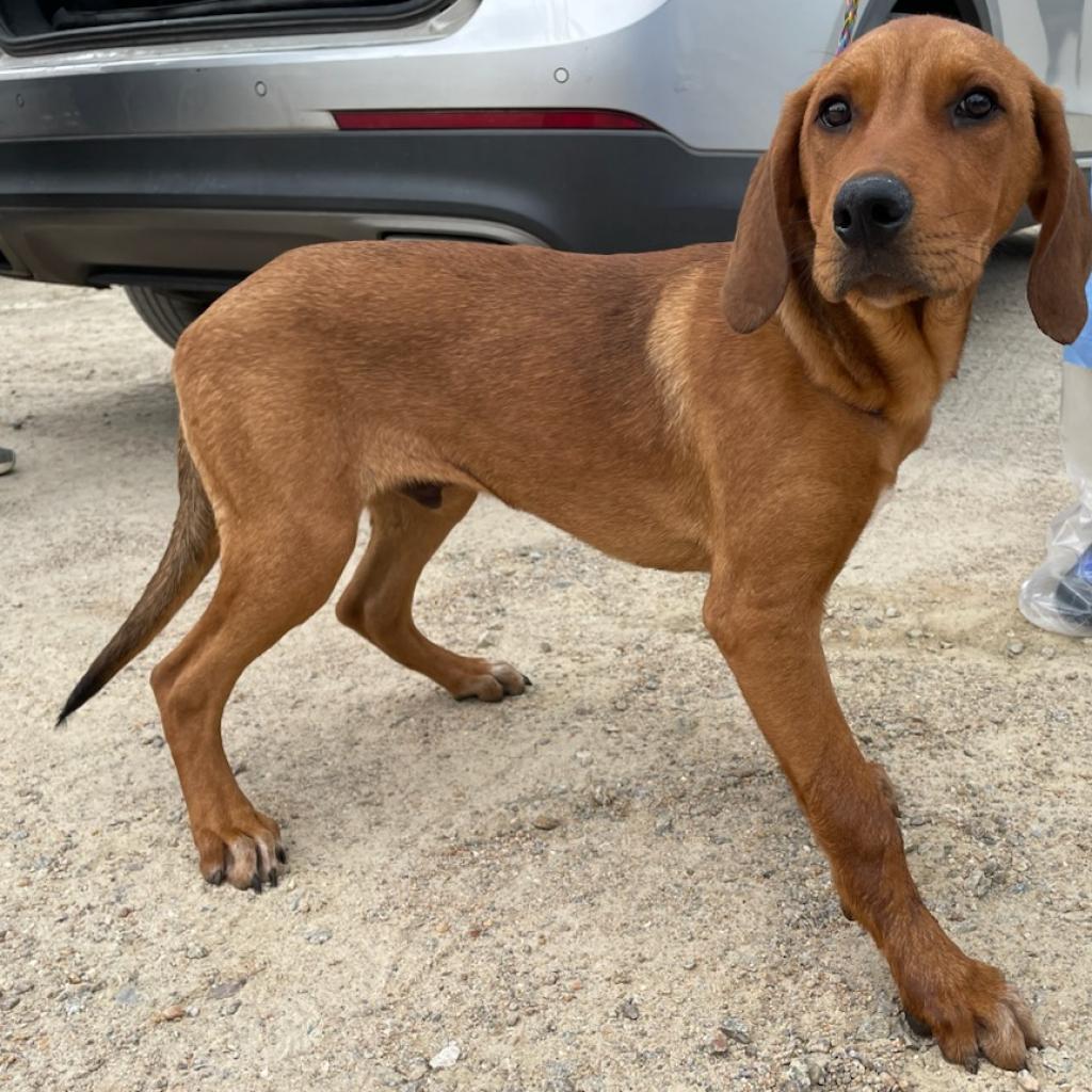 Enlarge Frito 9965, a Adoptable Bluetick Coonhound in LOXAHATCHEE, FL image 2/6