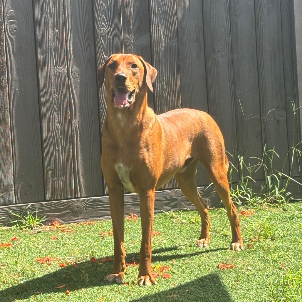 Enlarge Frito 9965, a Adoptable Bluetick Coonhound in LOXAHATCHEE, FL image 3/6