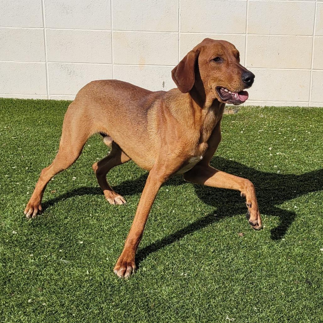 Enlarge Frito 9965, a Adoptable Bluetick Coonhound in LOXAHATCHEE, FL image 4/6