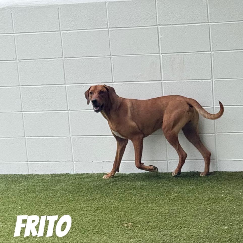Enlarge Frito 9965, a Adoptable Bluetick Coonhound in LOXAHATCHEE, FL image 6/6