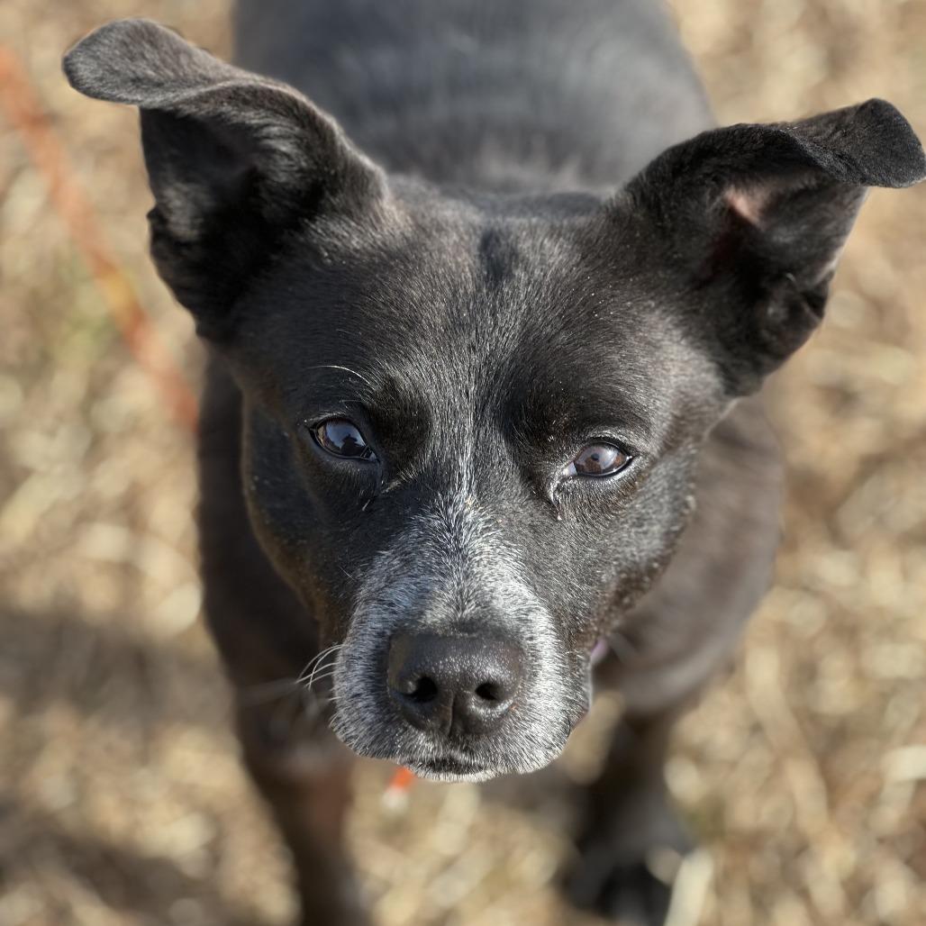 Gourd, a Adoptable mixed breed in Novelty, OH image 2/4