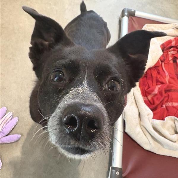 Gourd, a Adoptable mixed breed in Novelty, OH image 4/4