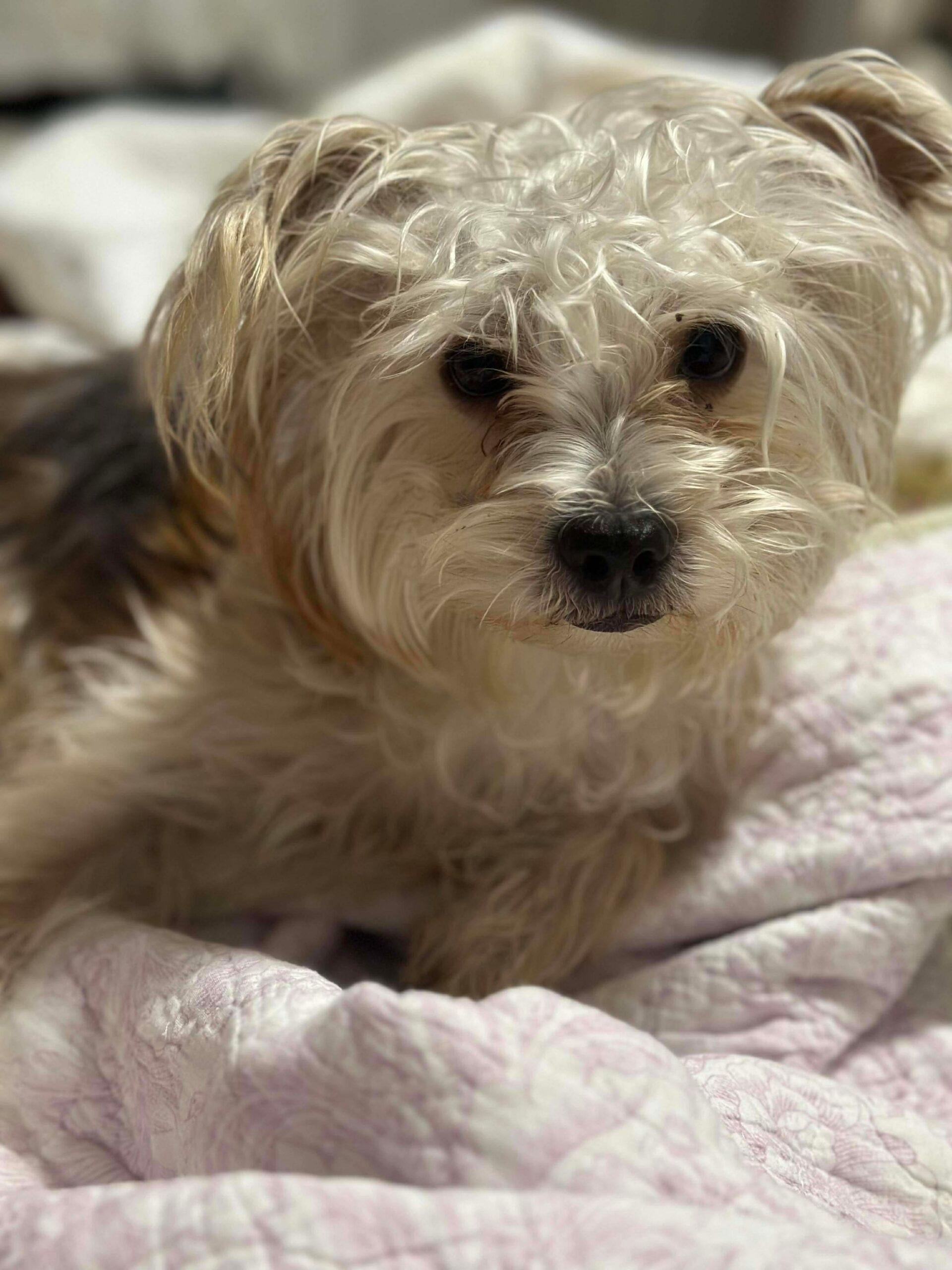 Enlarge Milo, a Adoptable mixed breed in Coachella, CA image 1/1