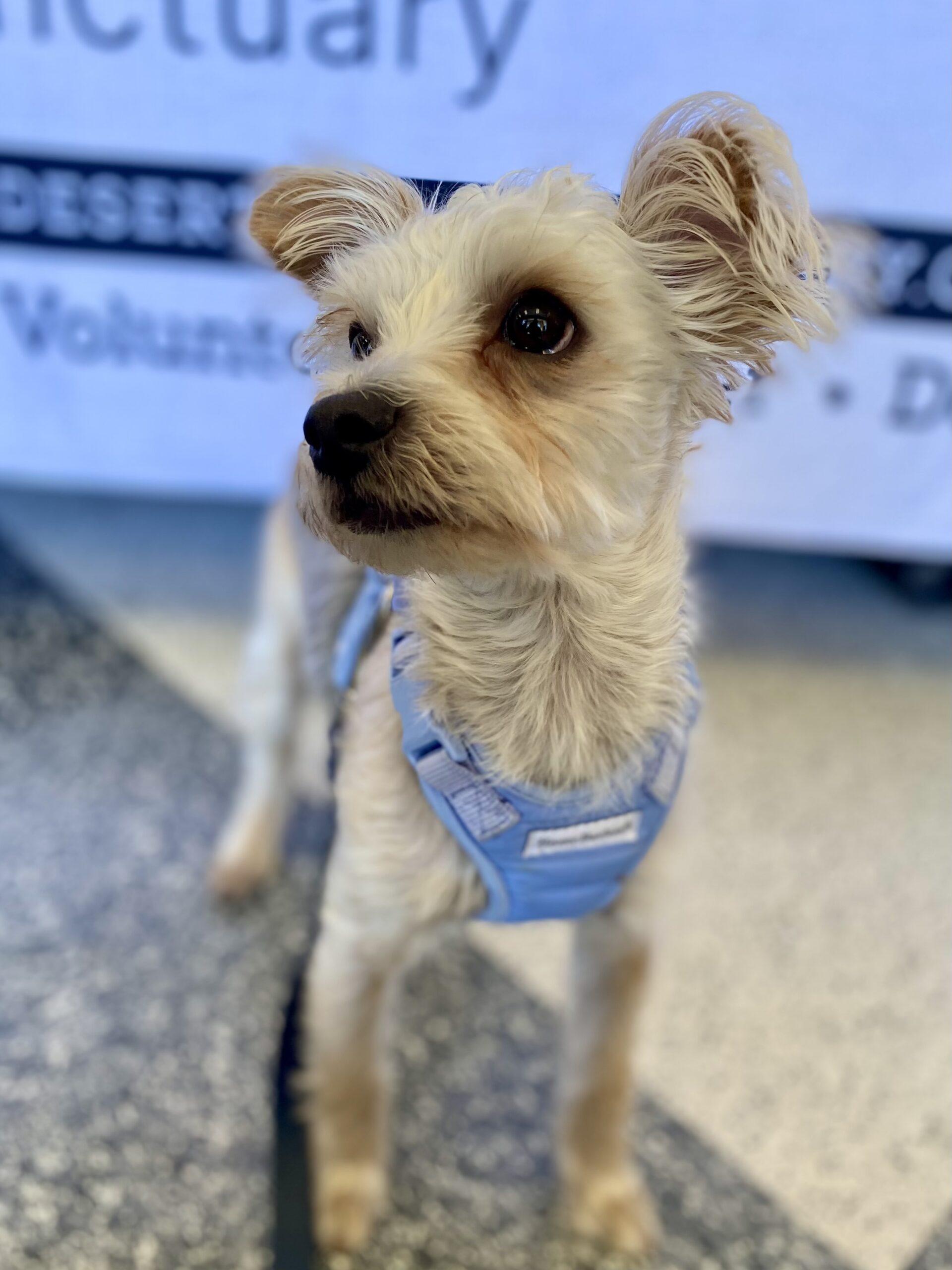 Milo, Adoptable, Young Male Yorkshire Terrier & Maltese.