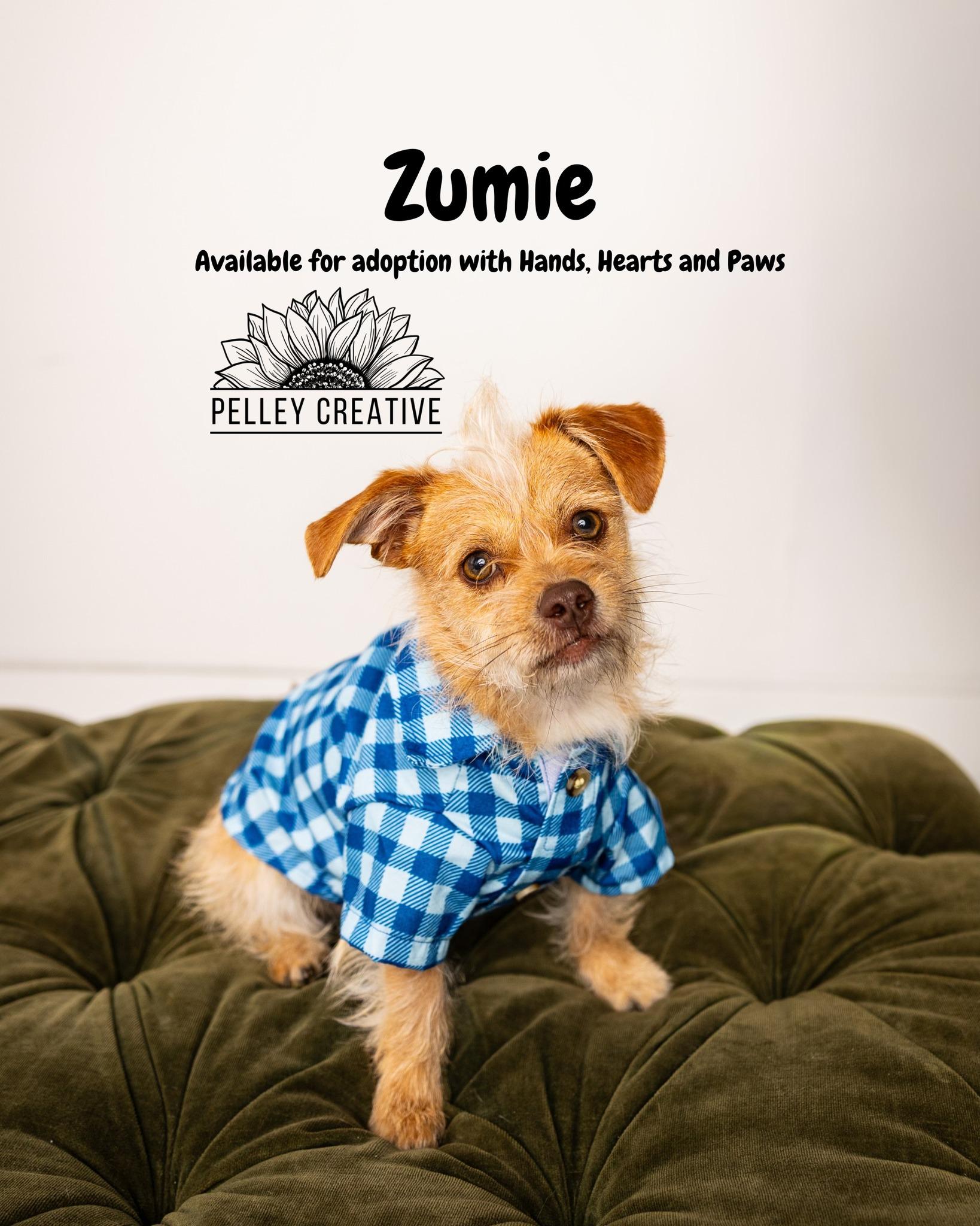 Zumie, Adoptable, Young Male Cairn Terrier.