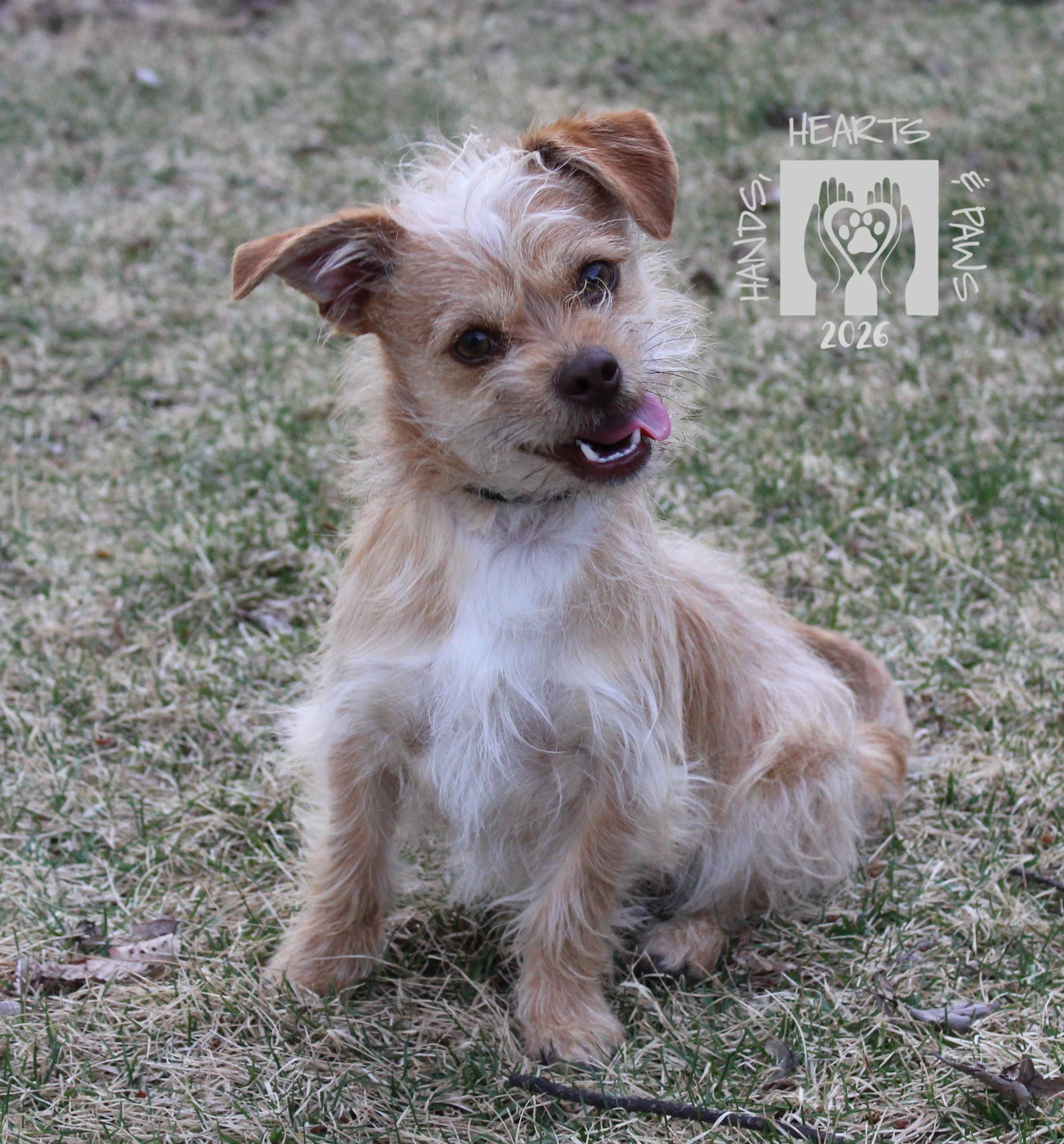 Enlarge Zumie, a Adoptable mixed breed in Omaha, NE image 2/4