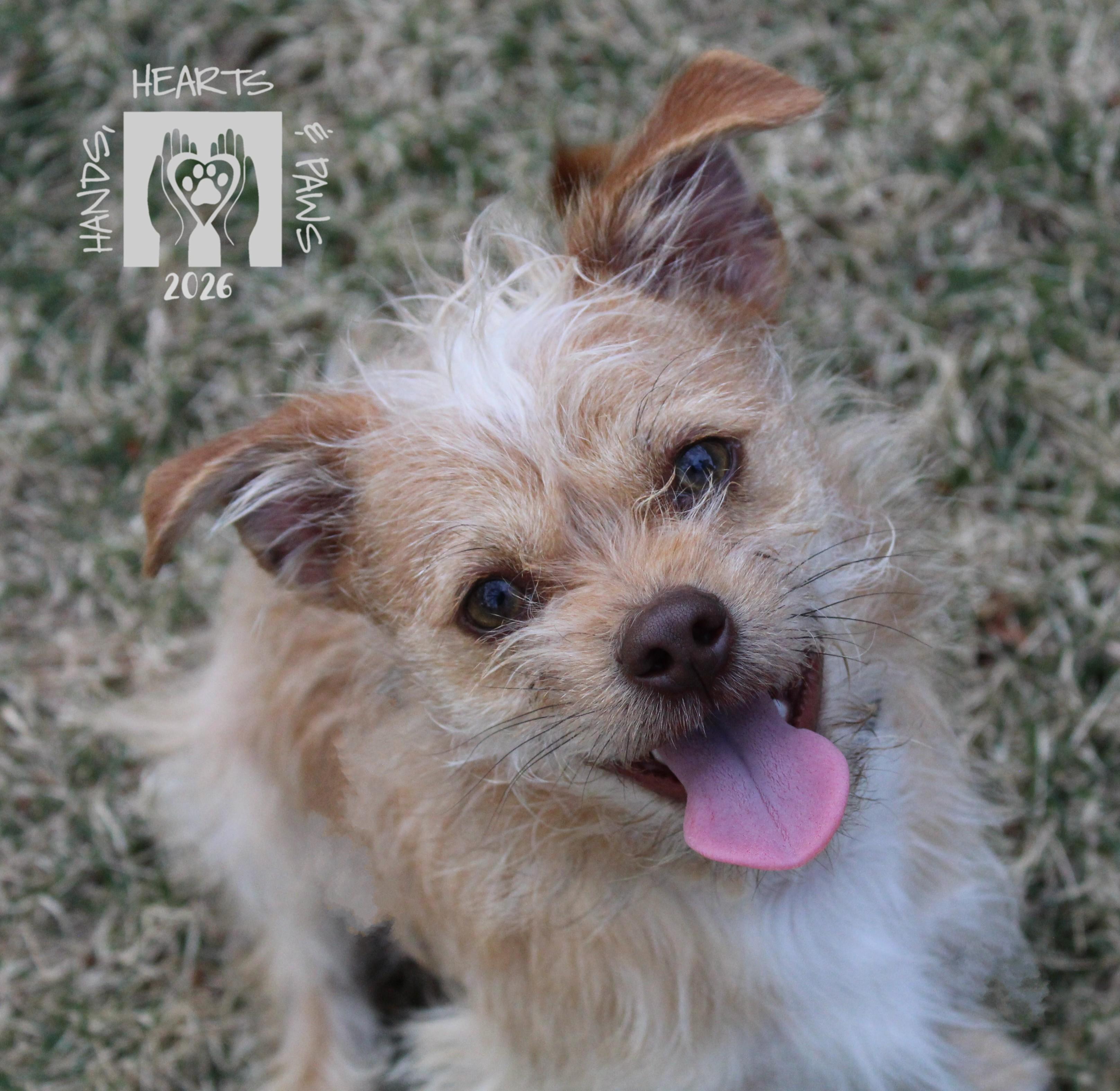 Enlarge Zumie, a Adoptable mixed breed in Omaha, NE image 4/4