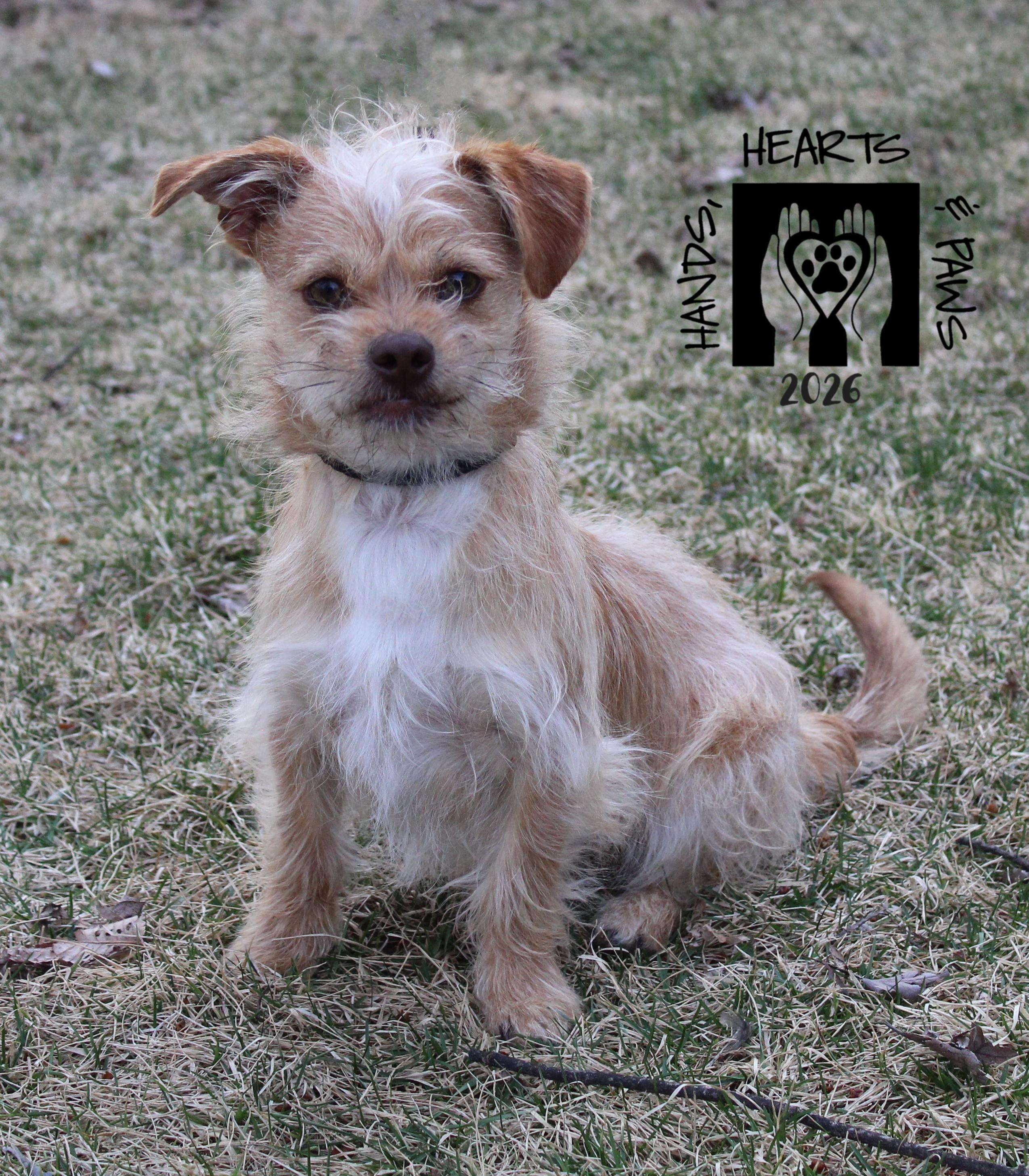 Enlarge Zumie, a Adoptable mixed breed in Omaha, NE image 3/4