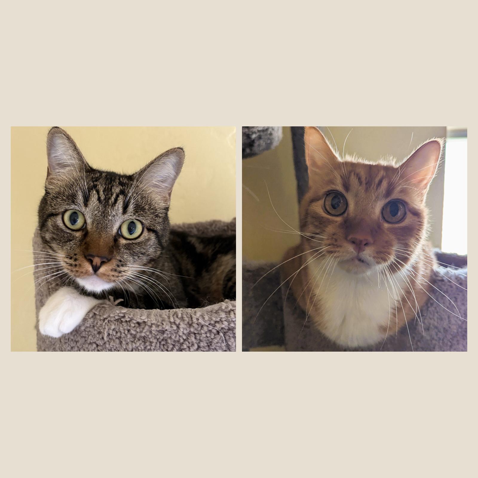SPARKY & RUSTY, Adoptable, Adult Male Domestic Short Hair.