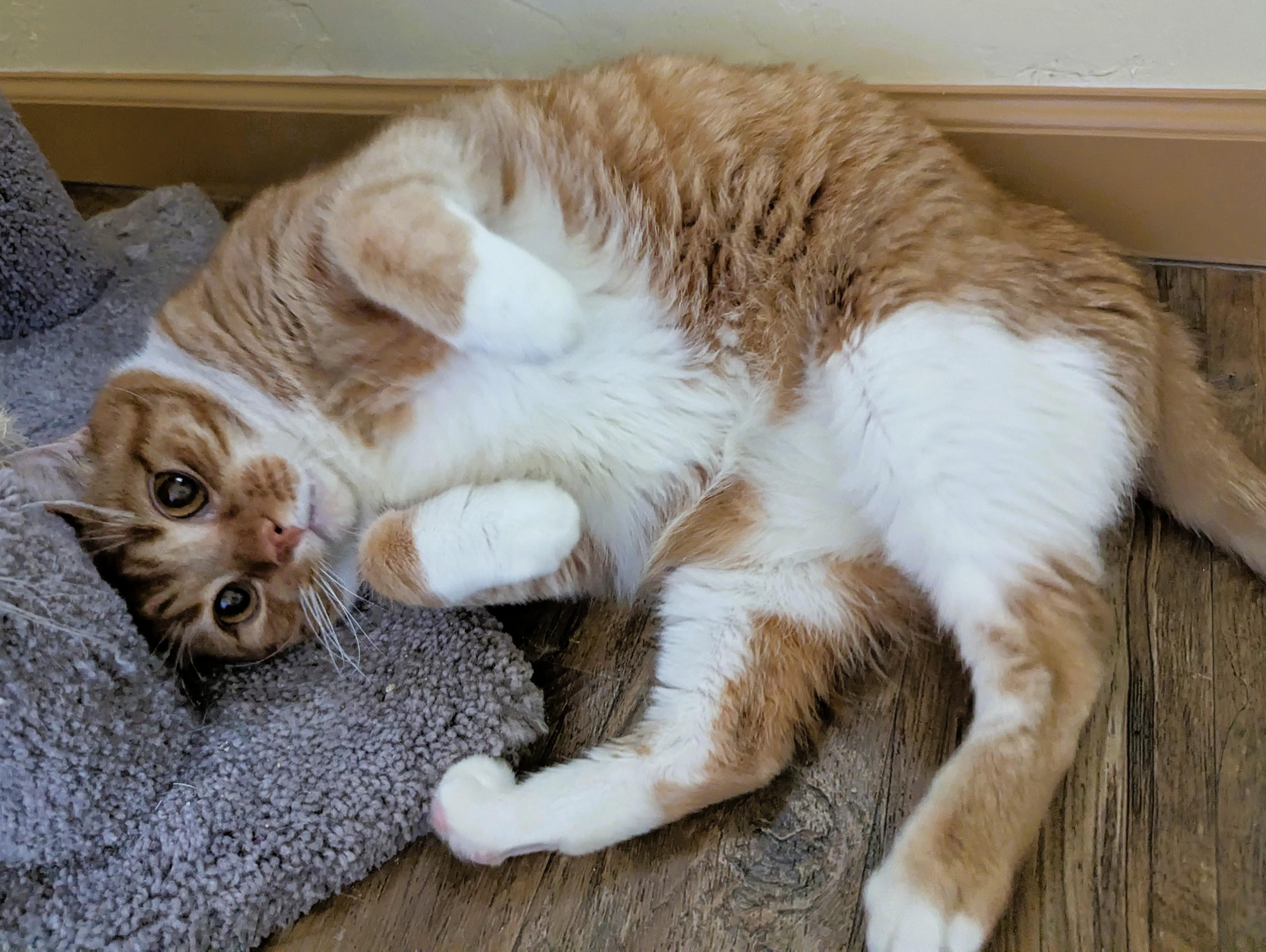 Enlarge SPARKY & RUSTY, a Adoptable Domestic Short Hair in Prescott, AZ image 2/5