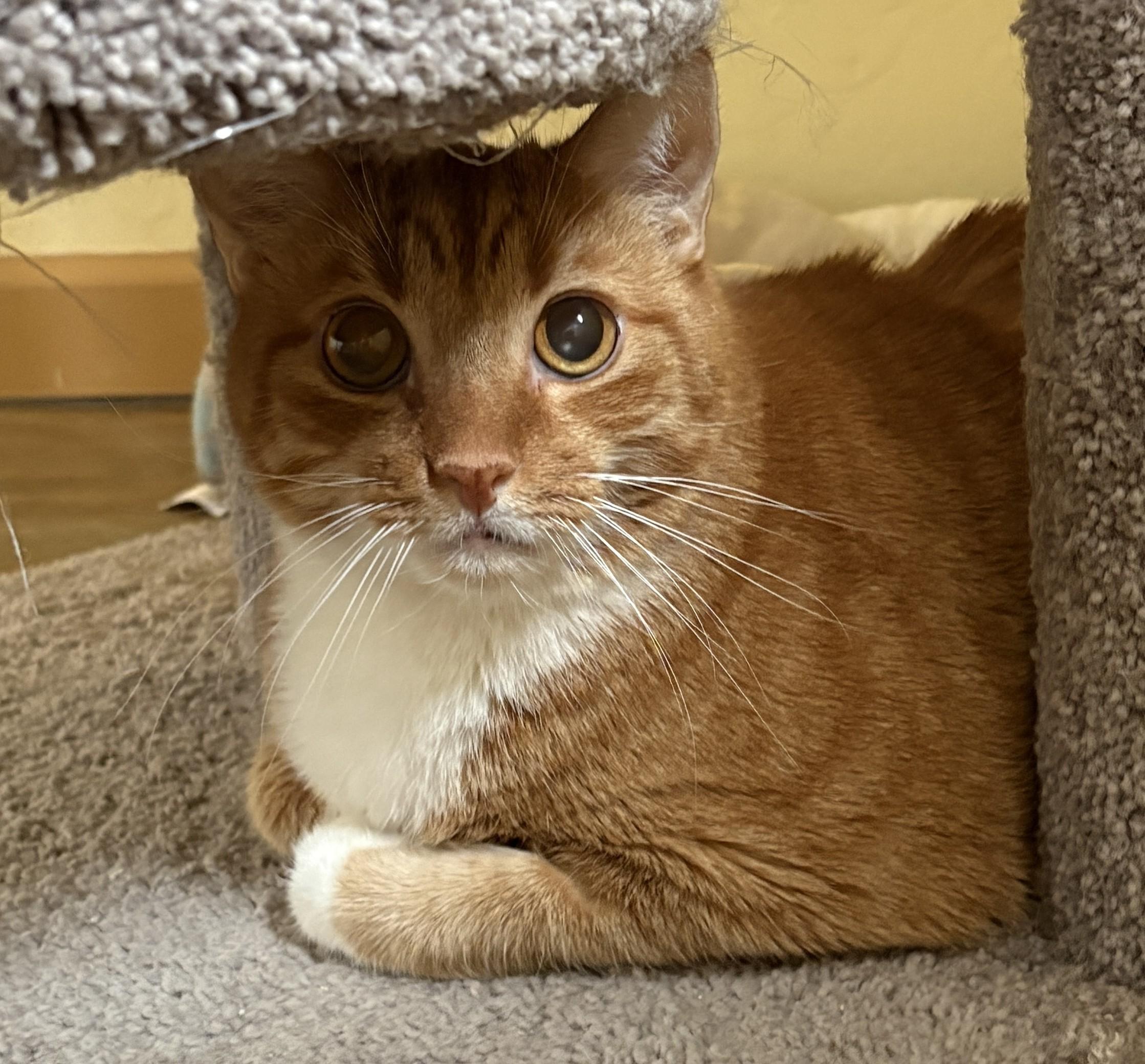 Enlarge SPARKY & RUSTY, a Adoptable Domestic Short Hair in Prescott, AZ image 4/5