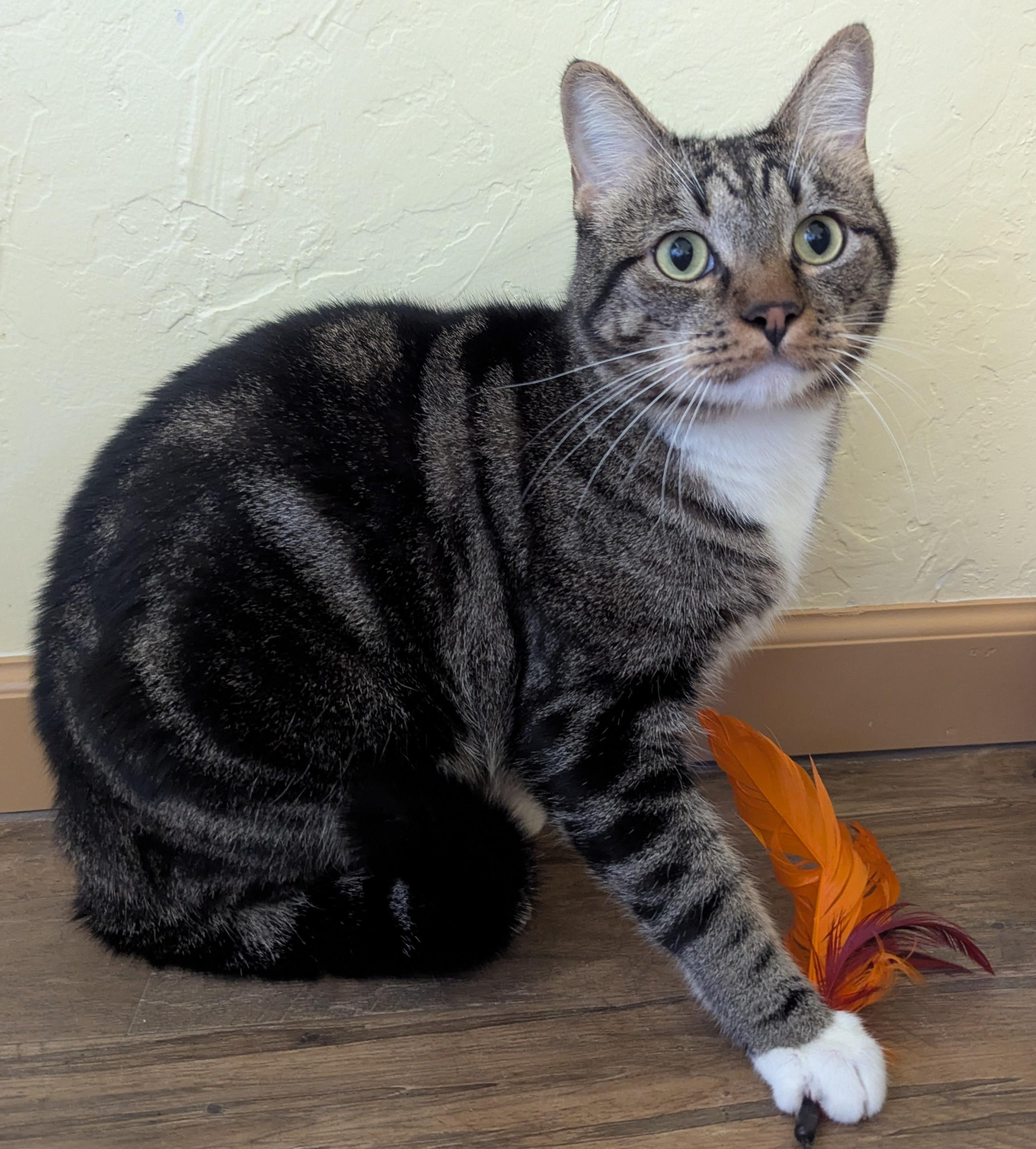 Enlarge SPARKY & RUSTY, a Adoptable Domestic Short Hair in Prescott, AZ image 3/5