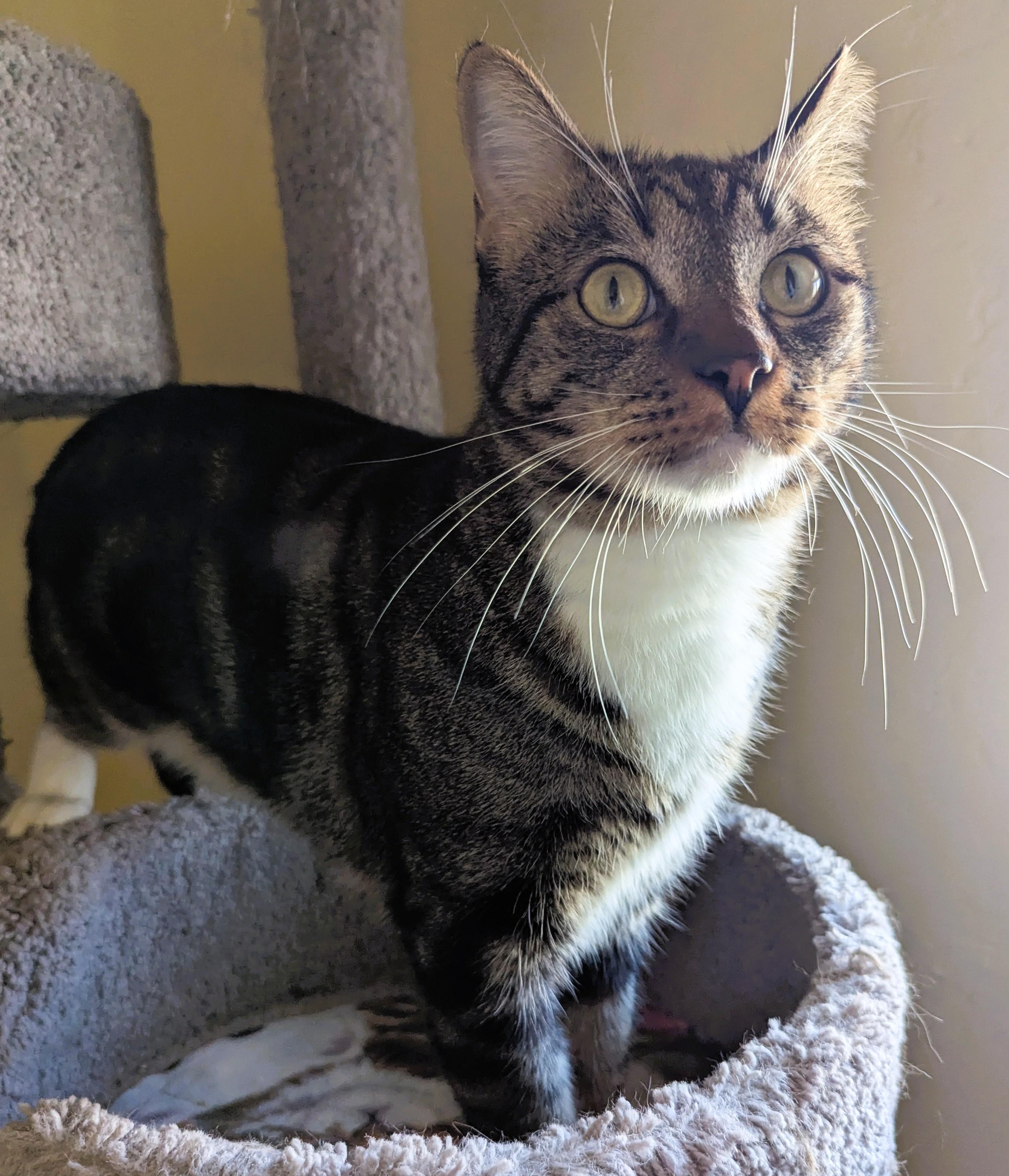 Enlarge SPARKY & RUSTY, a Adoptable Domestic Short Hair in Prescott, AZ image 5/5