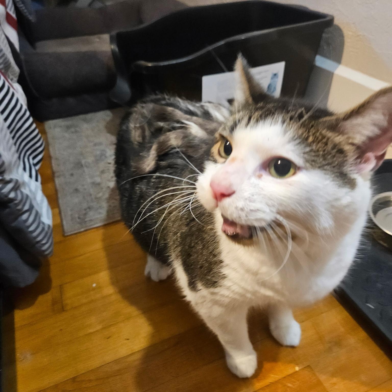 Enlarge Pandora, a Adoptable mixed breed in FITCHBURG, MA image 3/6