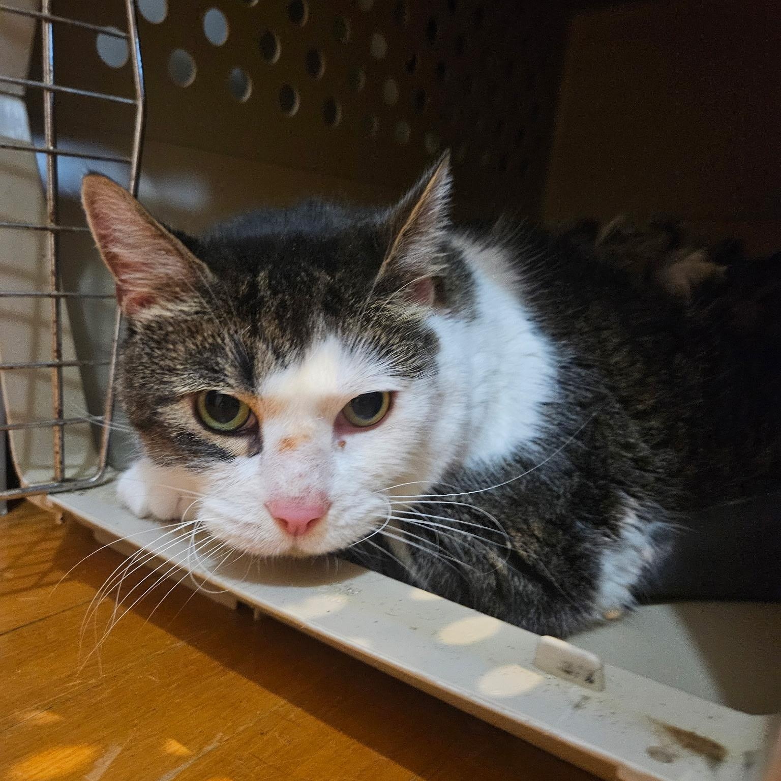 Enlarge Pandora, a Adoptable mixed breed in FITCHBURG, MA image 2/6