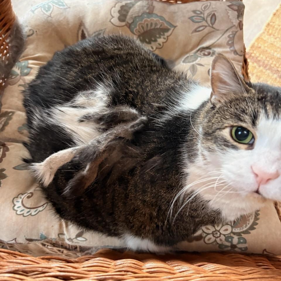 Enlarge Pandora, a Adoptable mixed breed in FITCHBURG, MA image 6/6