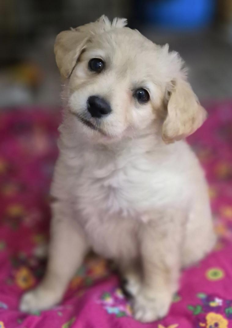 Enlarge Baxter, an adopted mixed breed in Los Angeles, CA image 2/2